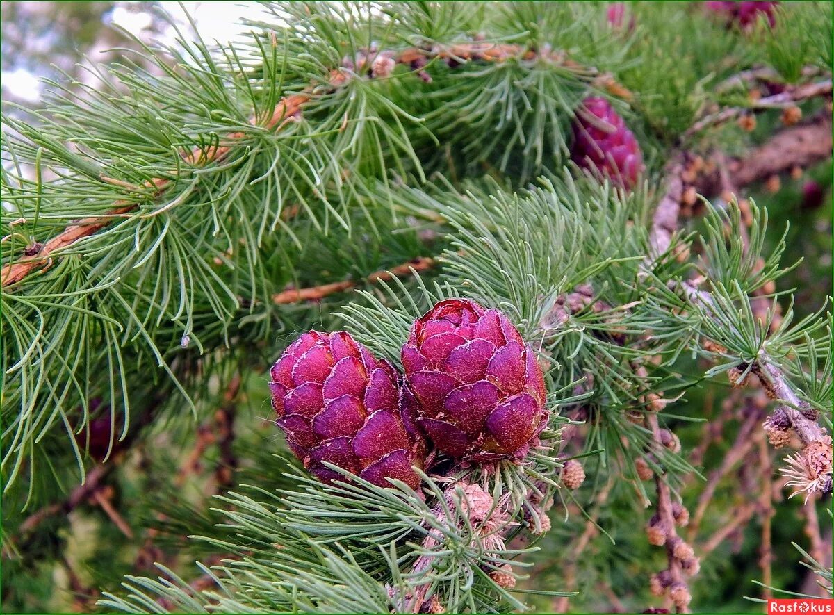 Лиственница Гмелина Даурская. Лиственница Ольгинская Larix Olgensis. Лиственница Ольгинская красная.