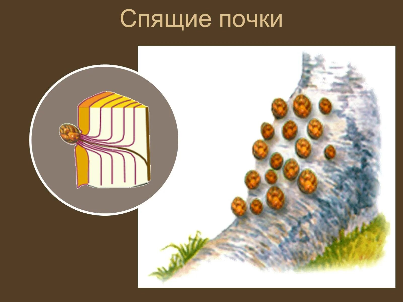 Какую функцию выполняют спящие почки. Спящие почки у деревьев и кустарников. спящие почки. спящие почки у березы.