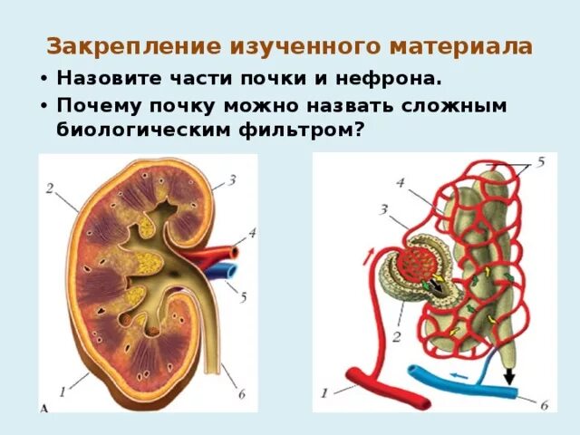 Биологический фильтр почки. Назови части почки. Какие части почки обозначены цифрами.