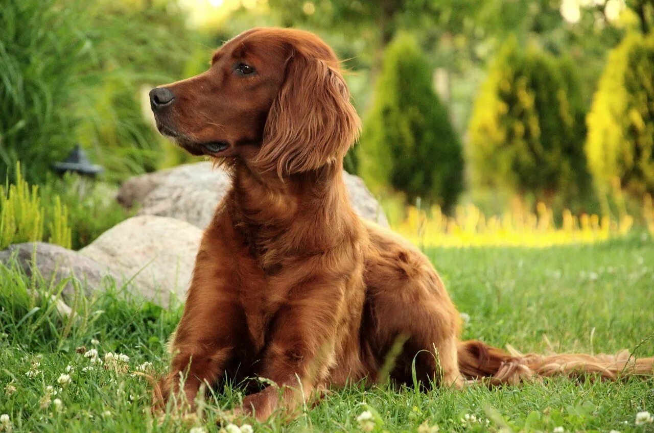 Ирландский сеттер. Ирландский красный сеттер. Ирландский сеттер (Irish Setter). Ирландский сеттер золотистый. Irish setter