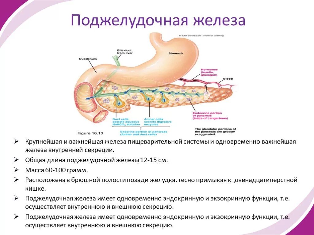 Пересадка железы при сахарном диабете. Поджелудочная железа строение и функции в организме человека. Поджелудочная железа строение и функции. Функции поджелудочной железы при сахарном диабете 2 типа. Поджелудочная железа расположение строение функции.