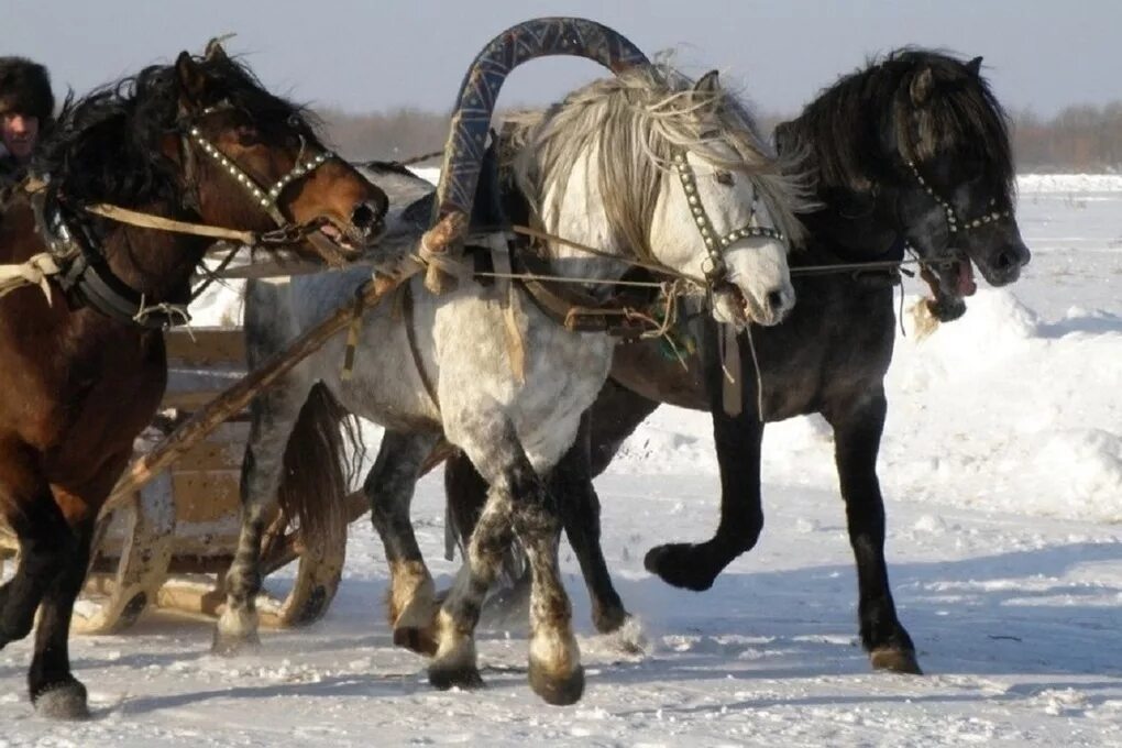 мезенская порода лошадей. мезинская порода лошадей. мезенка лошадь. мезенская лошадь. мезенская порода лошадей.