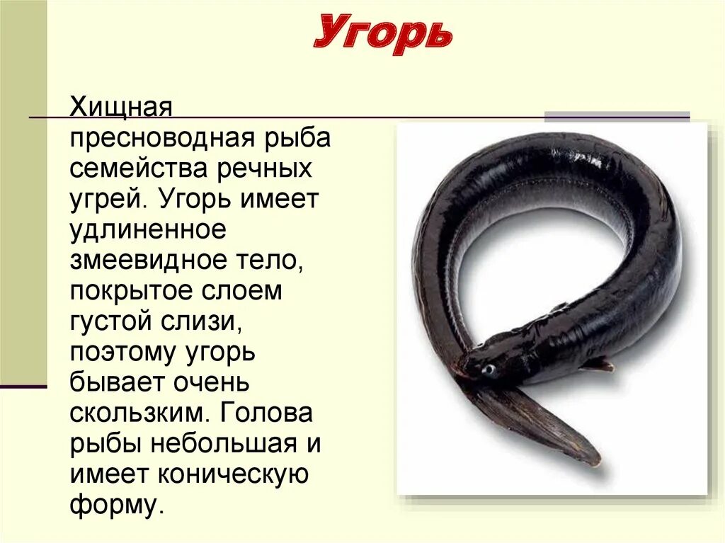 Что означает угорь