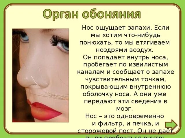 Ощущается запах в носу. Доклад про нос. Нос для презентации. Сообщение о обоняние.