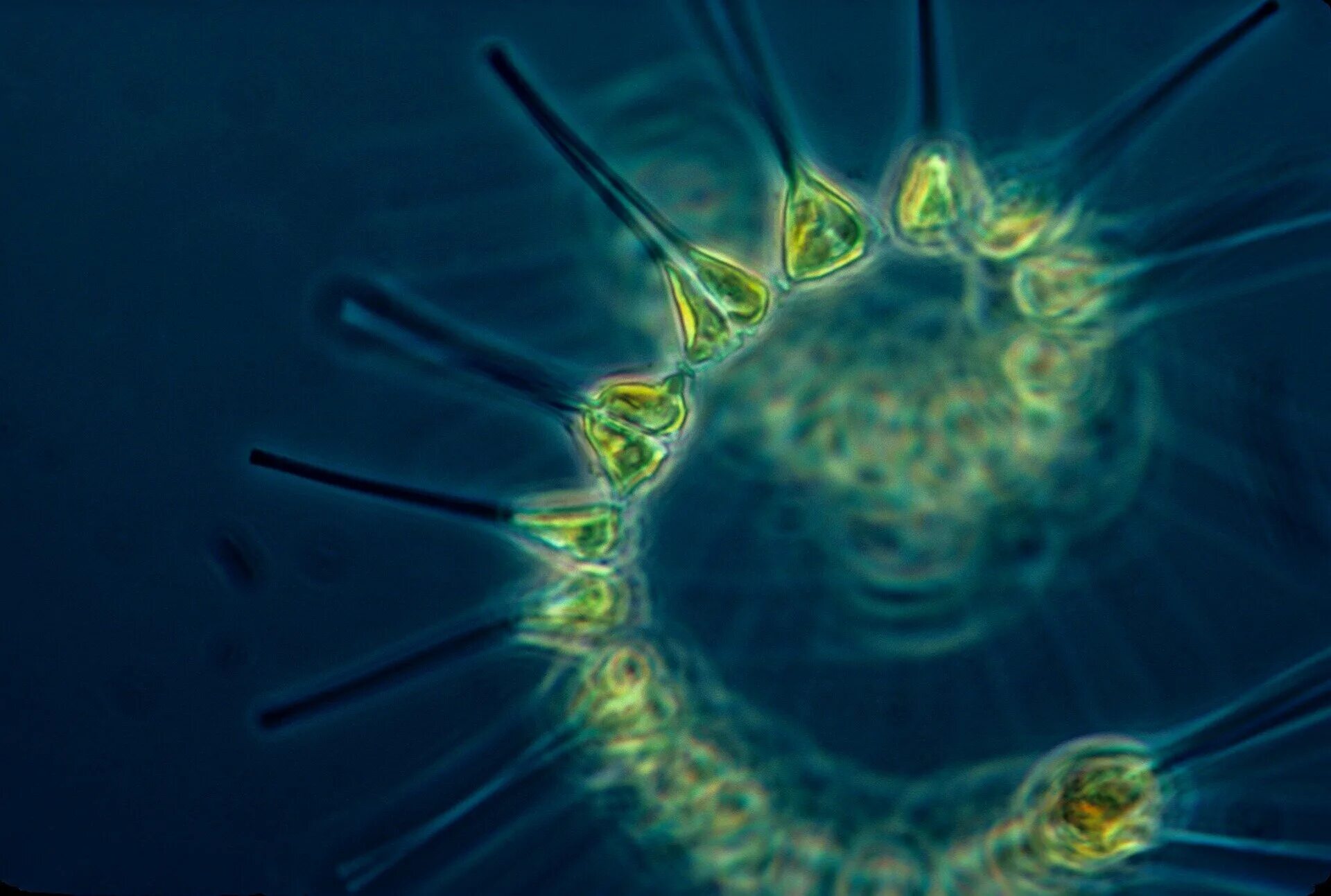 Фитопланктон б. Фитопланктон нанопланктон зоопланктон. Фитопланктоны биоиндикаторы. Фитопланктон диатомовые. Фитопланктон водоросли.