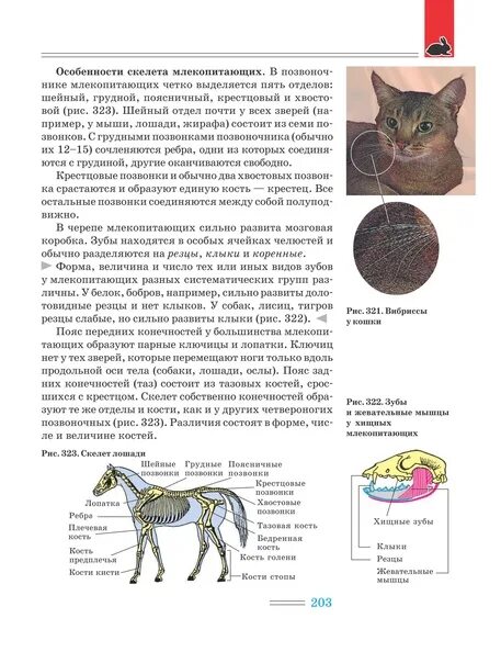 Поведение млекопитающих. Сложное поведение млекопитающих. Физиологические особенности животных. Родительское поведение млекопитающих. Лабораторная работа по биологии млекопитающие.