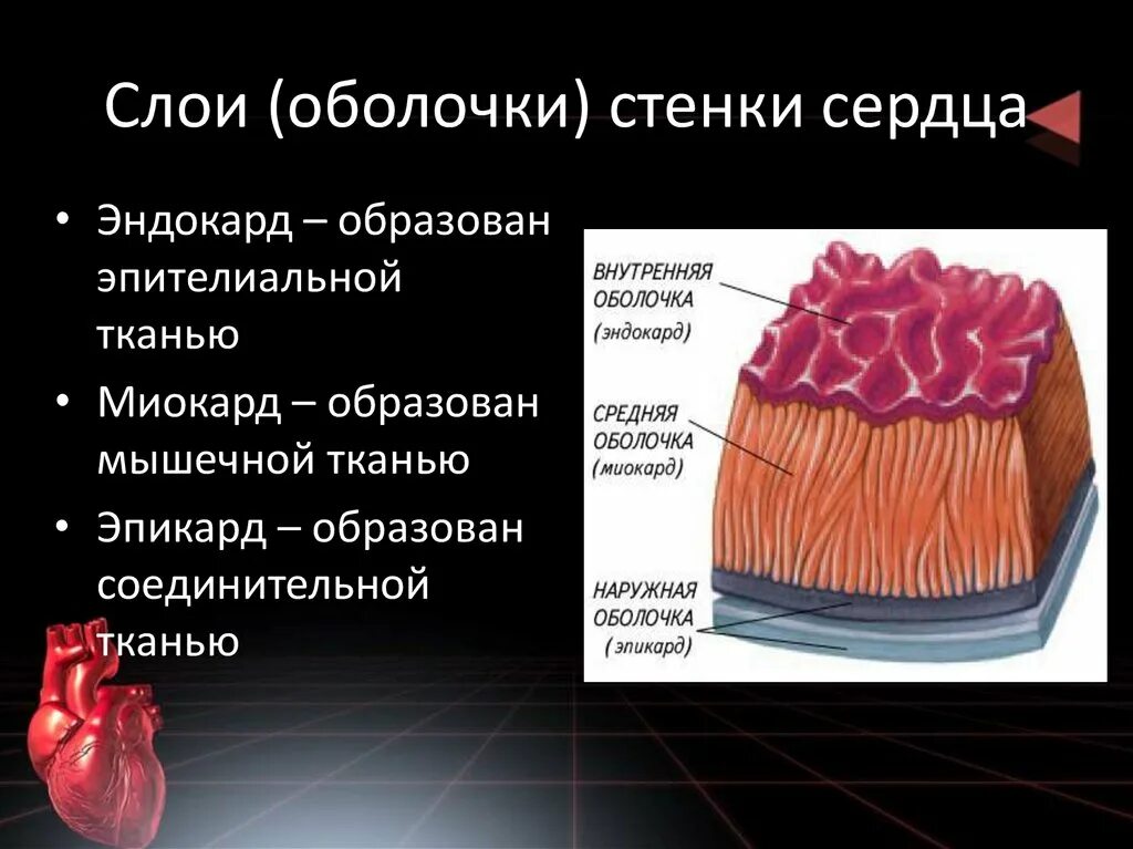 Назови слою. Строение сердца эндокард. Строение сердца 3 слоя. Стенка сердца эндокард миокард эпикард. Строение наружной оболочки сердца.