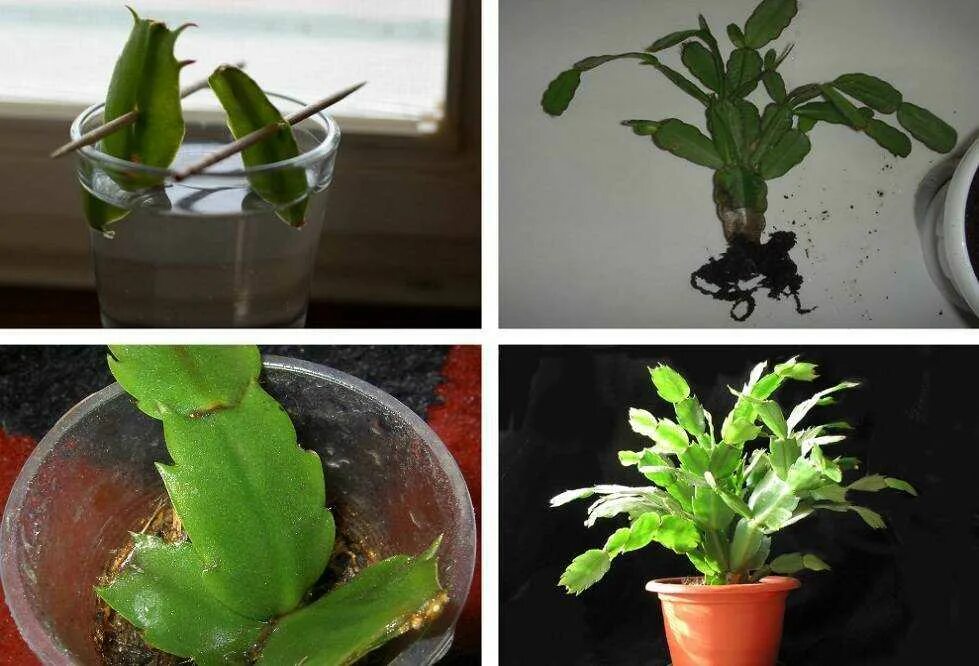 Как размножить растения в домашних условиях