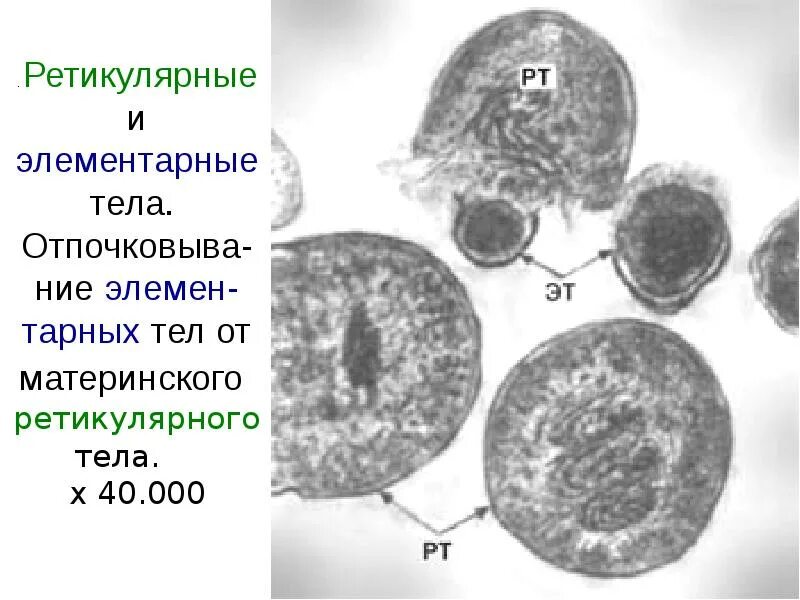 Хламидии формы. Элементарные и ретикулярные тельца хламидий. Элементарные (эт) и ретикулярные (РТ) тельца хламидий. Элементарные тельца хламидий. Ретикулярные тельца хламидий.