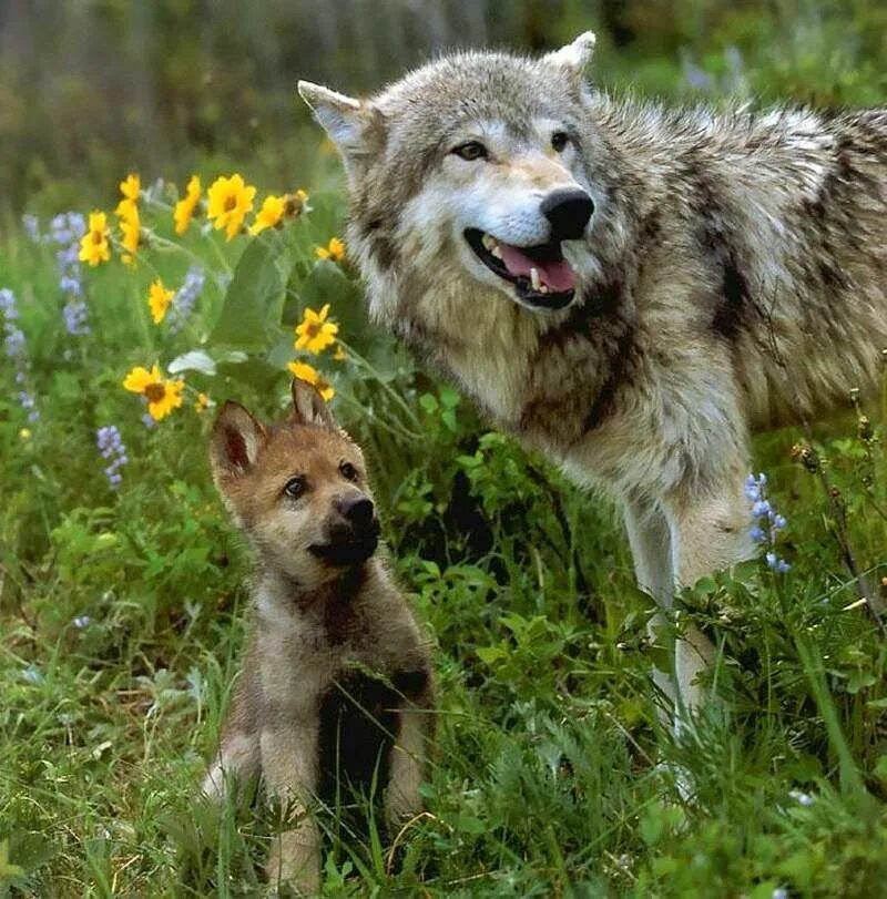 Родина дружелюбного волка. Волк. Волк с волчатами. Волчица с волчатами. Волк летом.
