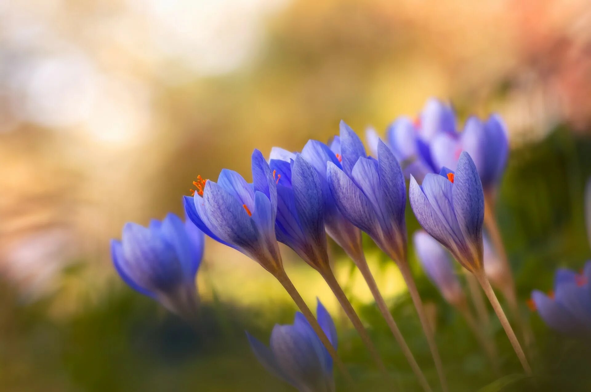 5 апреля цветок. Крокус Шафран синий. Весенние цветы первоцветы Крокус. Пролески, подснежники, крокусы. Подснежники Крокус голубые.