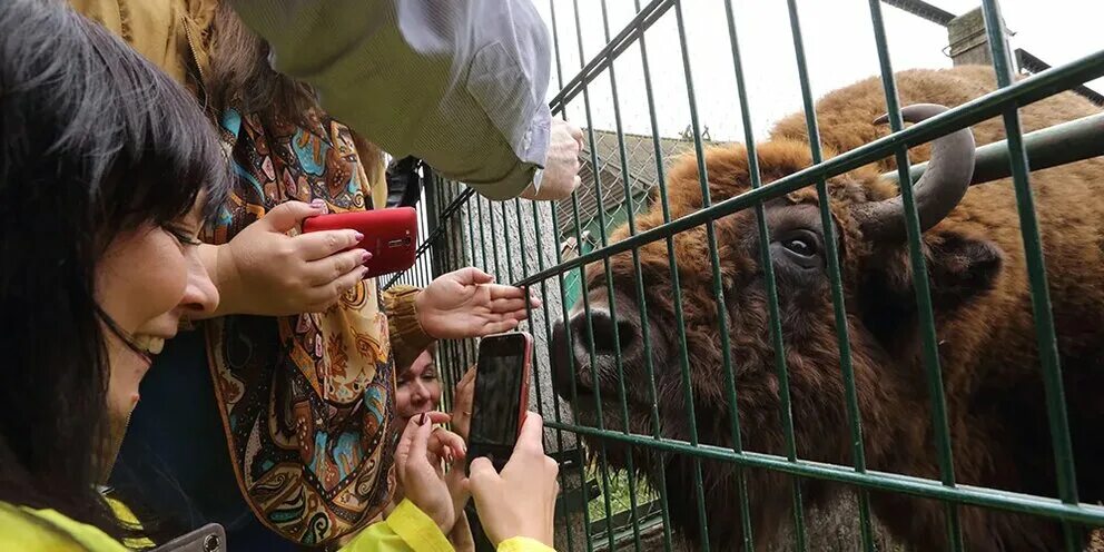 В минске частым нашим гостем был. Популяция бурых медведей. Жена Лукашенко президента Белоруссии.