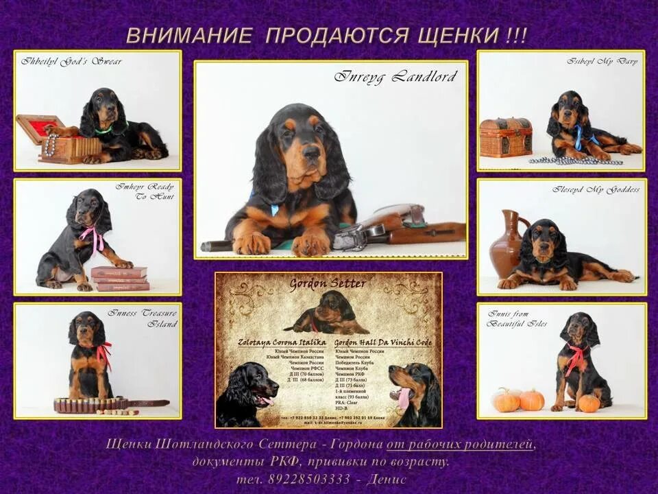 Как быстрее продать собаку
