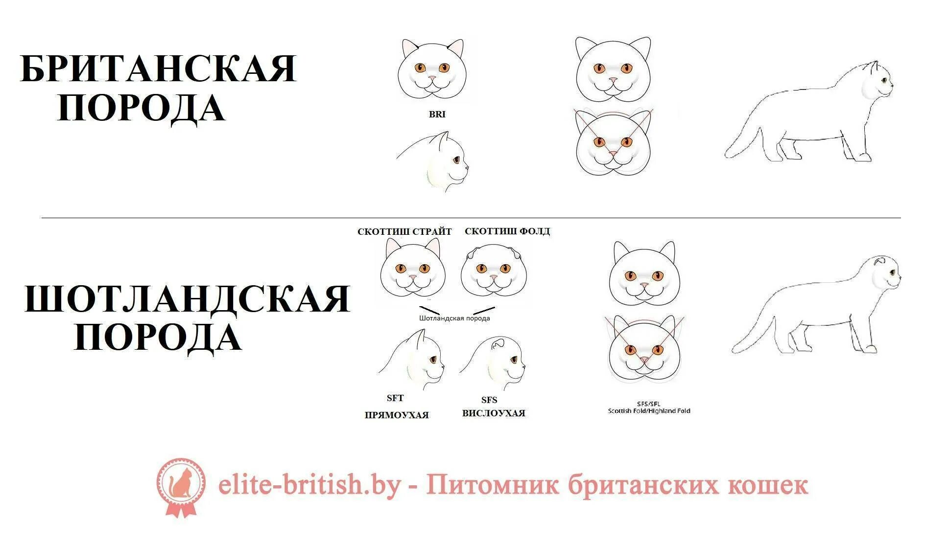 Отличие кошек. Шотландцы и британцы отличие кошек. Отличия фолд страйт и британец. Отличие шотландца от британца кота. Шотландская кошка отличие от британской.