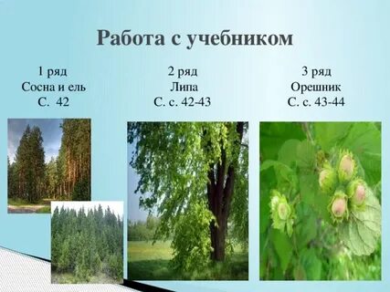 В нашем лесу растут разные ель сосна