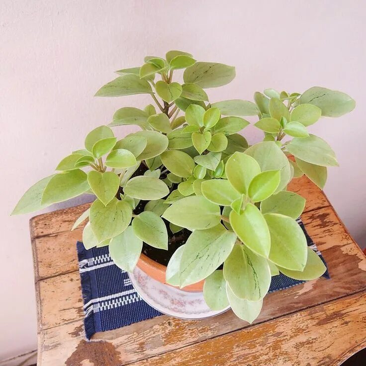 Пеперомия лайм. Peperomia pixie lime. пеперомия пикси лайм. пеперомия pixie lime. пеперомия лимон лайм.