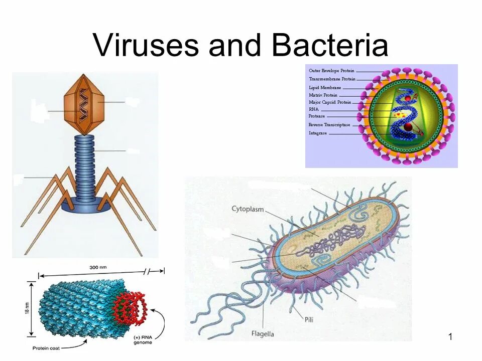 Вирусы и бактерии. Бактерии и вирусы под микроскопом. Вирусы биология 1. Бактерии vs вирусы.