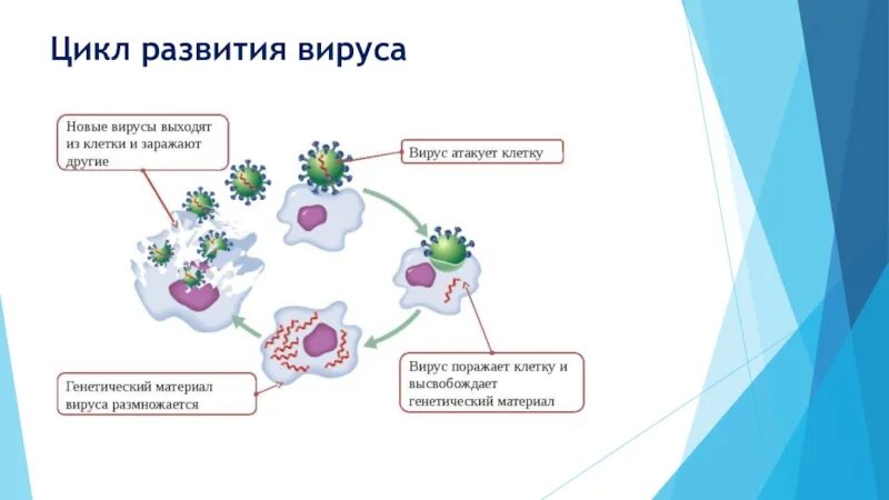 Цикл развития( размножения) вирусов. Цикл развития вирусов схема. Схема цикла развития вируса биология 9 класс. Этапы вируса цикл развития.