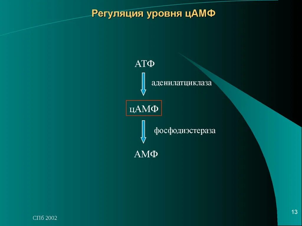 Цамф. Структура цамф. цамф регуляция. атф в цамф. цамф из атф.
