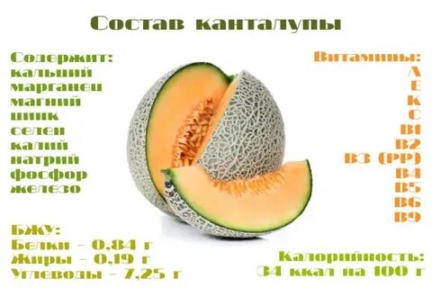 Exponenta дыня