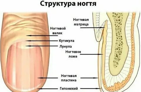 Ногти корень
