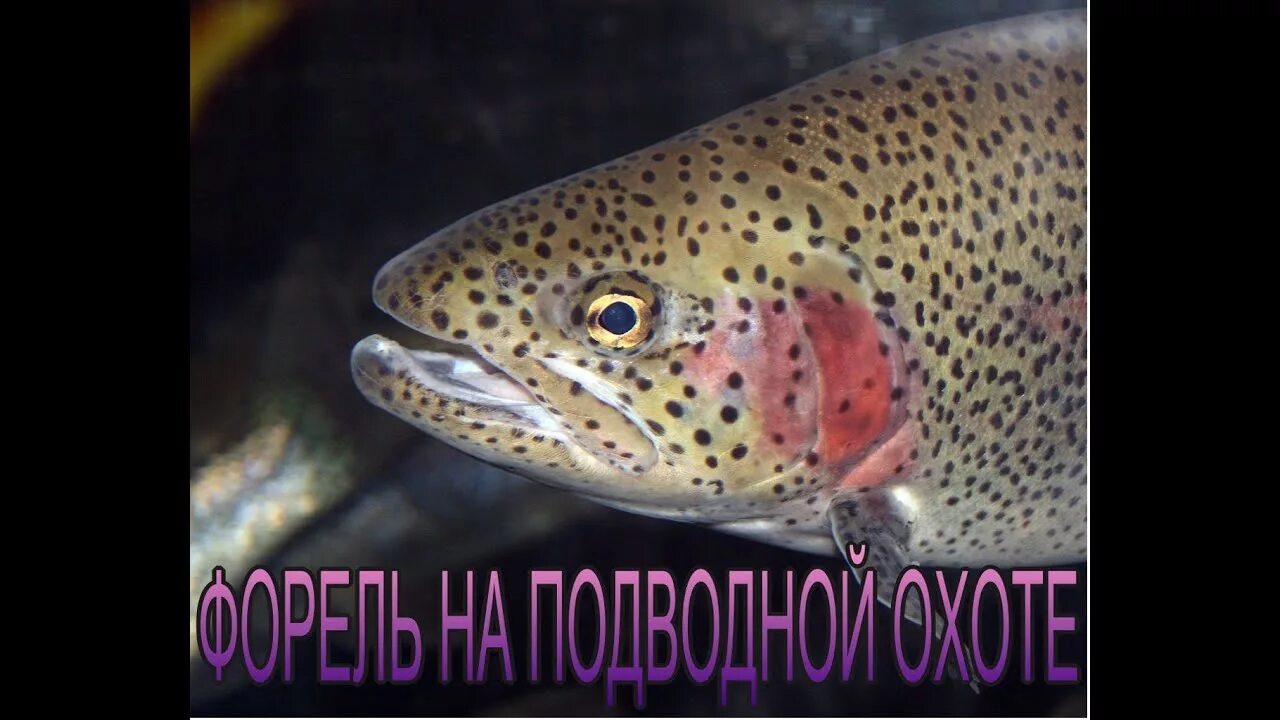 Как определить рыбу форель. Рыба форель. озёрный голец-кристивомер. озерная форель (радужная, кумжа). форель пятнистая.