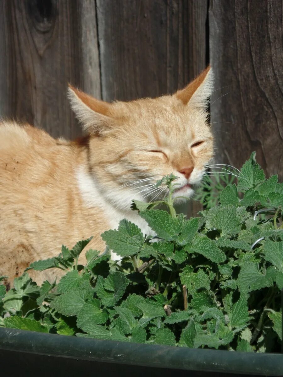 Почему котам нравится кошачья мята. Котовник кошачья мята. котовник кошачий (мята кошачья). catnip кошачья мята. растение кошачья мята трава.