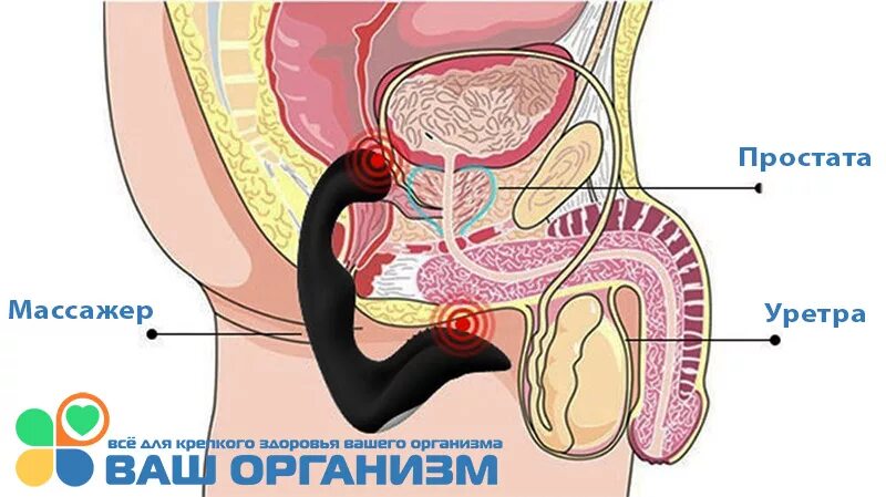 Где находится простата