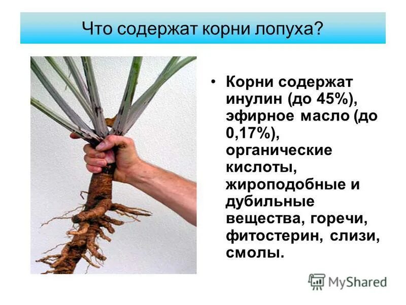 Содержал корень. Содержал корень. Запишите с 1 знаком радикала. Содержал корень. Корень солодки на латинском.