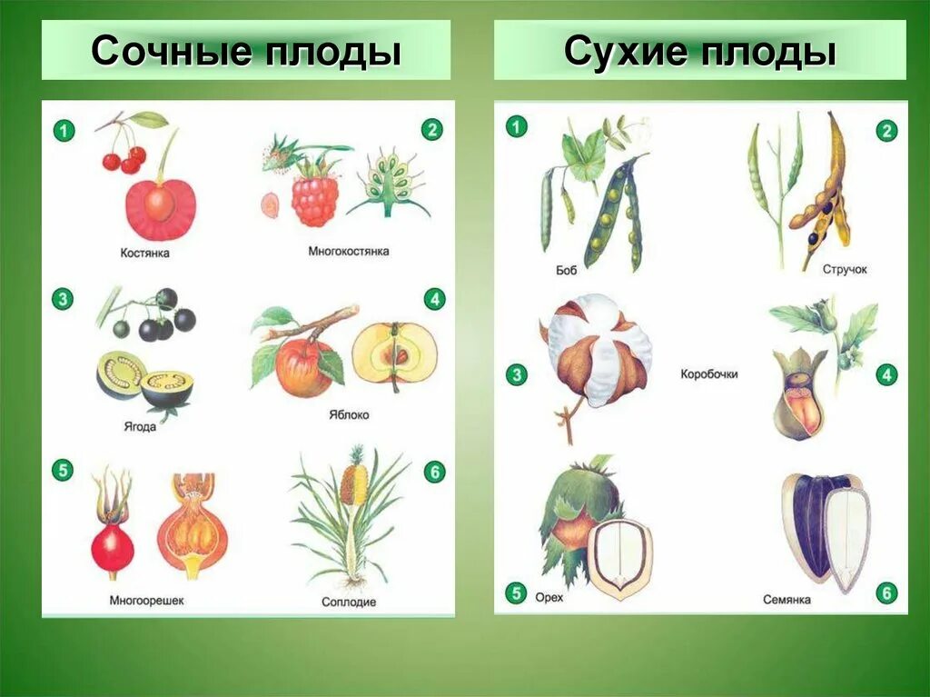 Сочные плоды. Плоды растений. Сухие плоды. Типы плодов сухие и сочные. Разные типы плодов