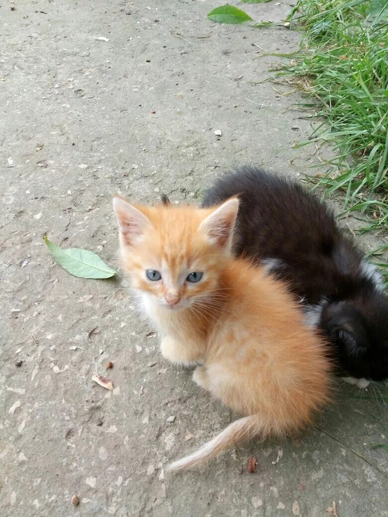 Купить взять котенка. Котенок пожалуйста. Рыжие котята в хорошие руки. Возьму котенка.