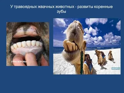 Зубы жвачных животных