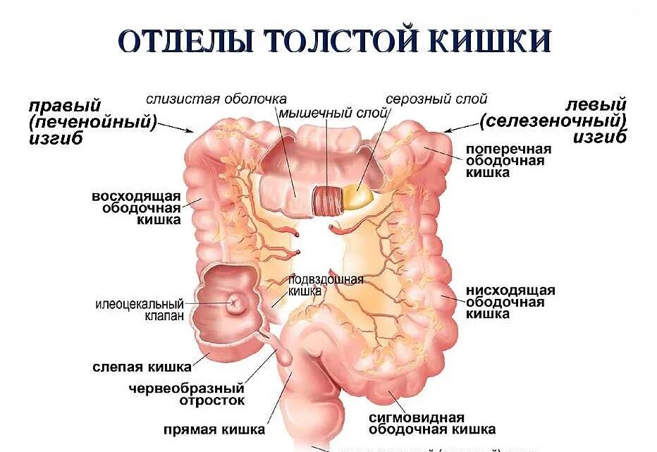 Дистальный отдел Толстого кишечника. Сигмовидный отдел толстой кишки. Отделы Толстого кишечника ректосигмоидный. Строение Толстого отдела кишечника.