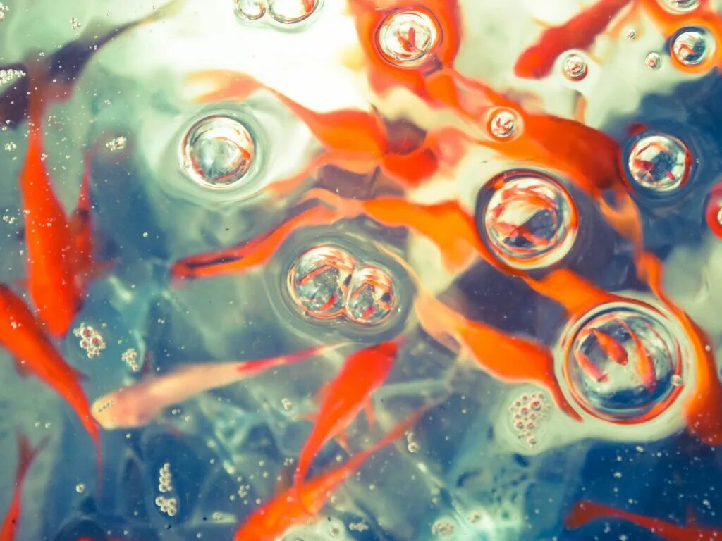 Пузырьки кислорода в крови. Рыбка пузырь. Газовая эмболия аквариумных рыб.