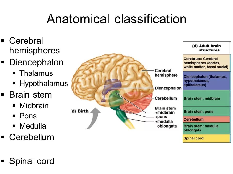 Brain structure. Diencephalon Anatomy. Brain structure and function. Medulla and Spinal Cord.