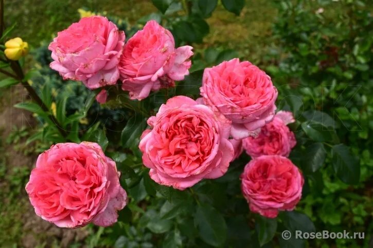 Роза Ля Роз де Молинар (La Rose de Molinard) шраб: купить в Березниках по низкой
