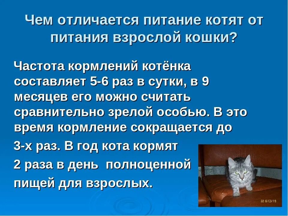 Через сколько кормят котят. Кормление котят. Рацион котенка. Чем нужно кормить котенка. Правильное питание для котят.