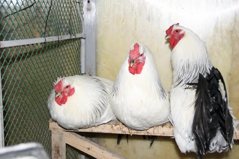 Красношапочная порода кур. Леггорн изабель. Два петуха дерутся. Два петуха. Петушки петуханчики.