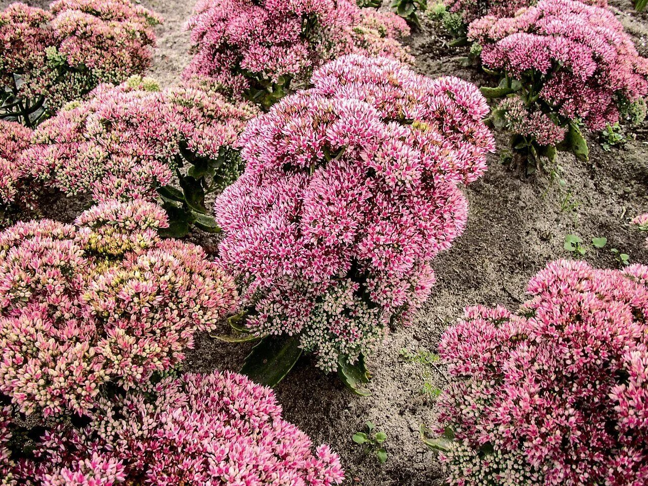 Очитки садовые. Очиток Видный (Sedum spectabile `Brilliant`). Очиток Видный (Sedum spectabile). Очиток Видный (Sedum spectabile `Carmen`).