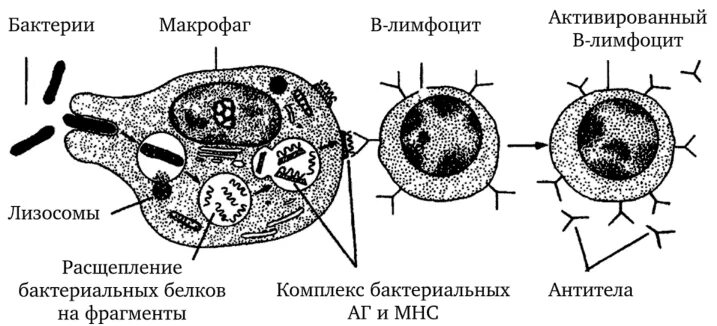 Клетками макрофагами являются. Строение макрофагов иммунология. Макрофаг строение схема. Клетка Макрофаг строение. Схема развития макрофагов.