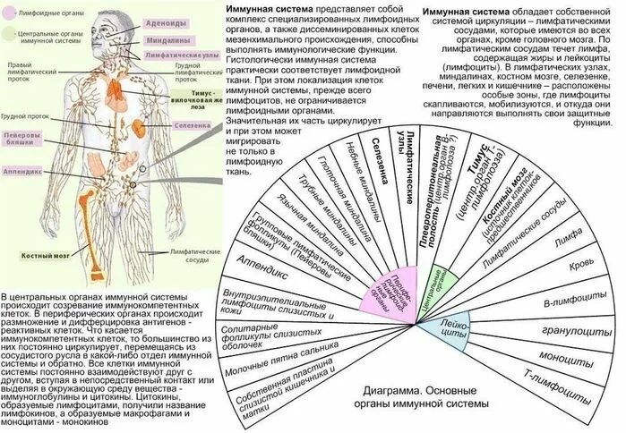 Частота органов человека. Пучко Биолокация таблицы. Маятник Пучко Биолокация. Таблица Лессура Пучко. Диаграмма Пучко глубинные причины.