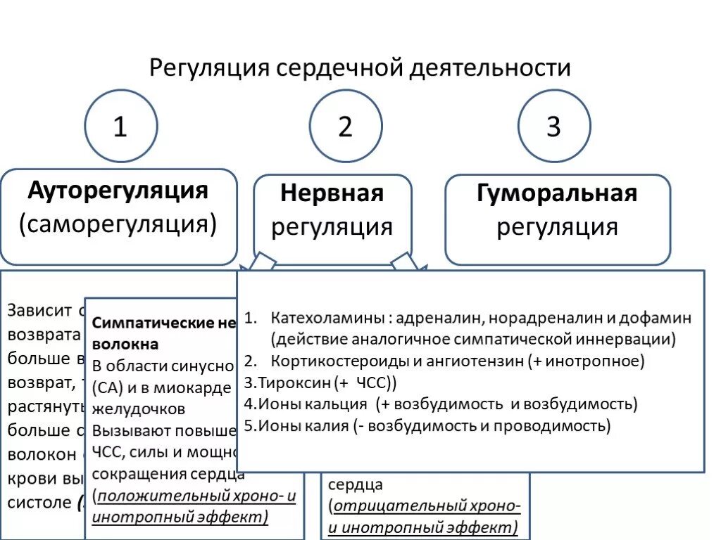 Гуморальная регуляция работы сердца осуществляется. Механизмы регуляции деятельности сердца. Регуляция сердечной деятельности физиология. Уровни регуляции деятельности сердца схема. Механизмы регуляции деятельности сердца физиология.