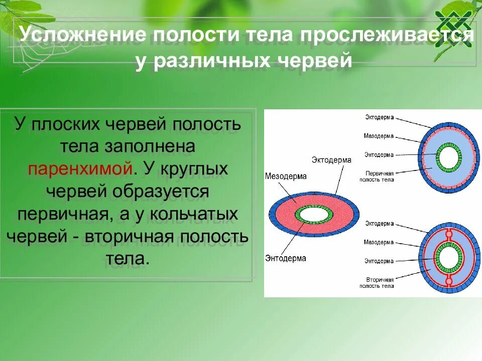 У круглых червей отсутствует. Полость тела кольчатых червей 7 класс. Первичная и вторичная полость червей. Вторичная полость плоских круглых червей кольчатых червей. Первичная и вторичная полость тела у животных.