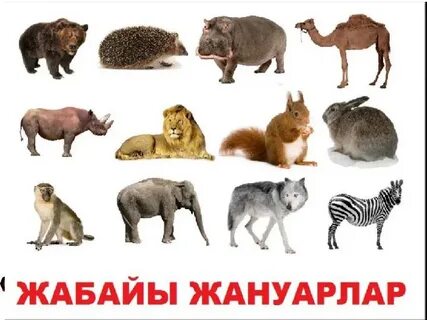 Порно дәрігерлер