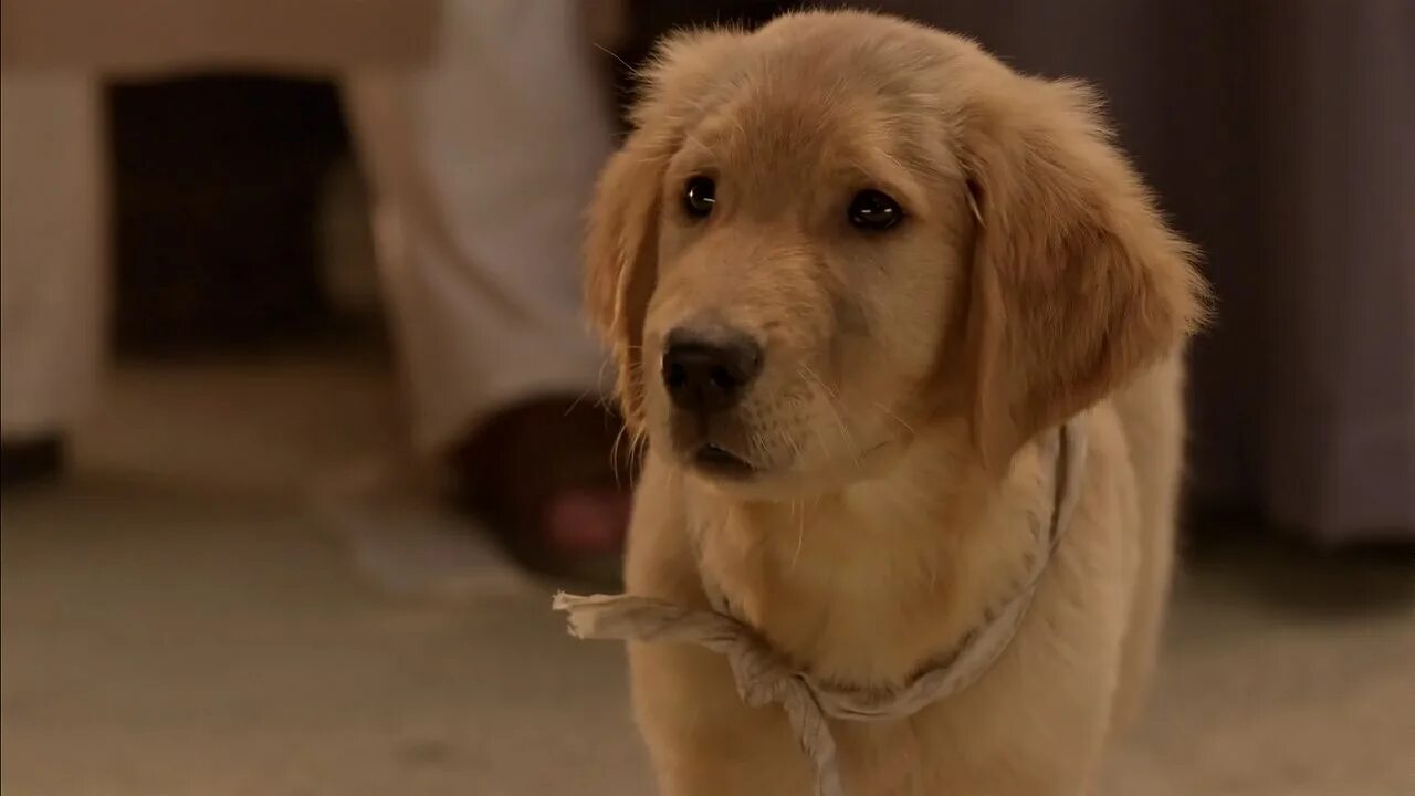 Мистическая пятерка дисней. Пятерка кладоискателей фильм. Фильмы про щенков пятерка рождественская пятерка. Снежная пятёрка фильм про собак. Пятёрка щенков кладоискателей.