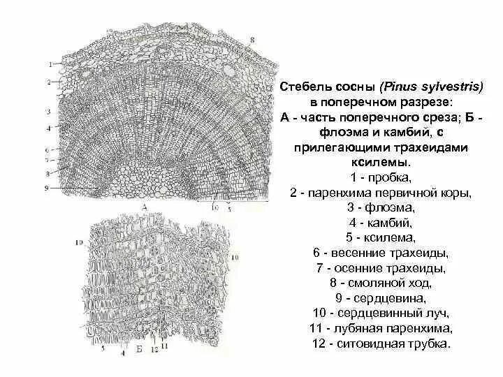 Данные поперечного среза. Строение стебля сосны обыкновенной. Анатомическое строение стебля сосны. Поперечный срез ветви сосны. Стебель сосны (Pinus Sylvestris) в поперечном разрезе.