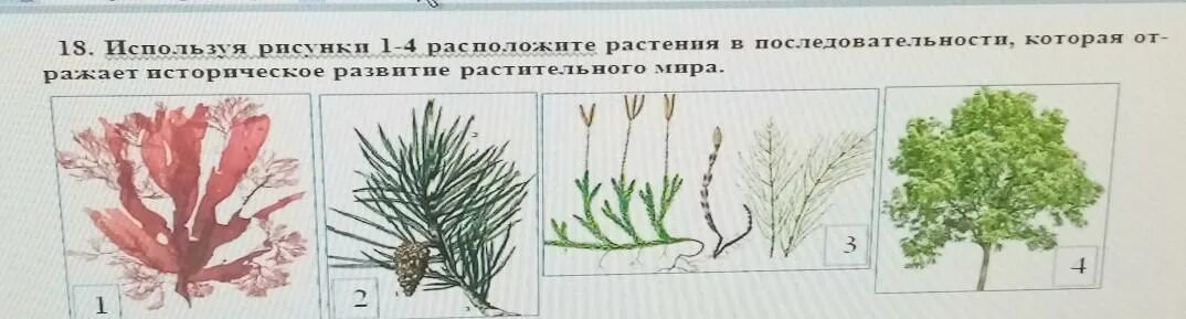 Появления основных групп растений на земле. Последовательность событий в эволюции растений. Расположи растения в верном порядке.