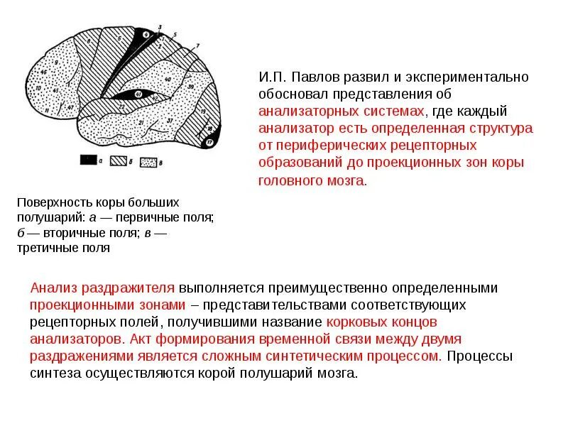 Отделы структура и функции головного мозга. Таблица отделы головного мозга и их функции и строение. Аналитико-синтетическая деятельность коры головного мозга. Аналитическая и синтетическая функция головного мозга человека. Аналитическая и синтетическая деятельность коры головного мозга.