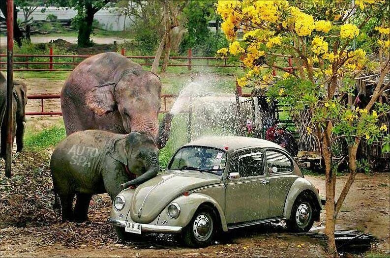 Elephant car. Слон автомобиль. Слоник машина. Слоненок на машине. Elephant машина.