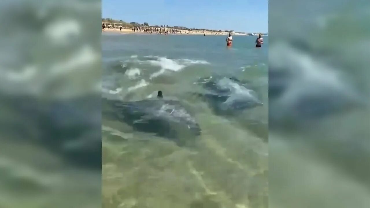 Дельфины в витязево. Дельфины в анапе у берега. Витязево анапа дельфины. Черное море анапа дельфин. Дельфины в анапе на пляже.